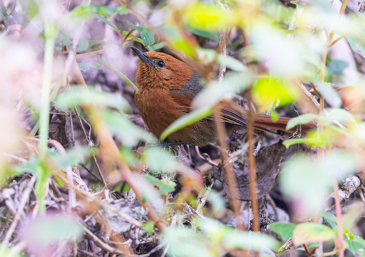 Rusty-headed Spinetail - ML516552161