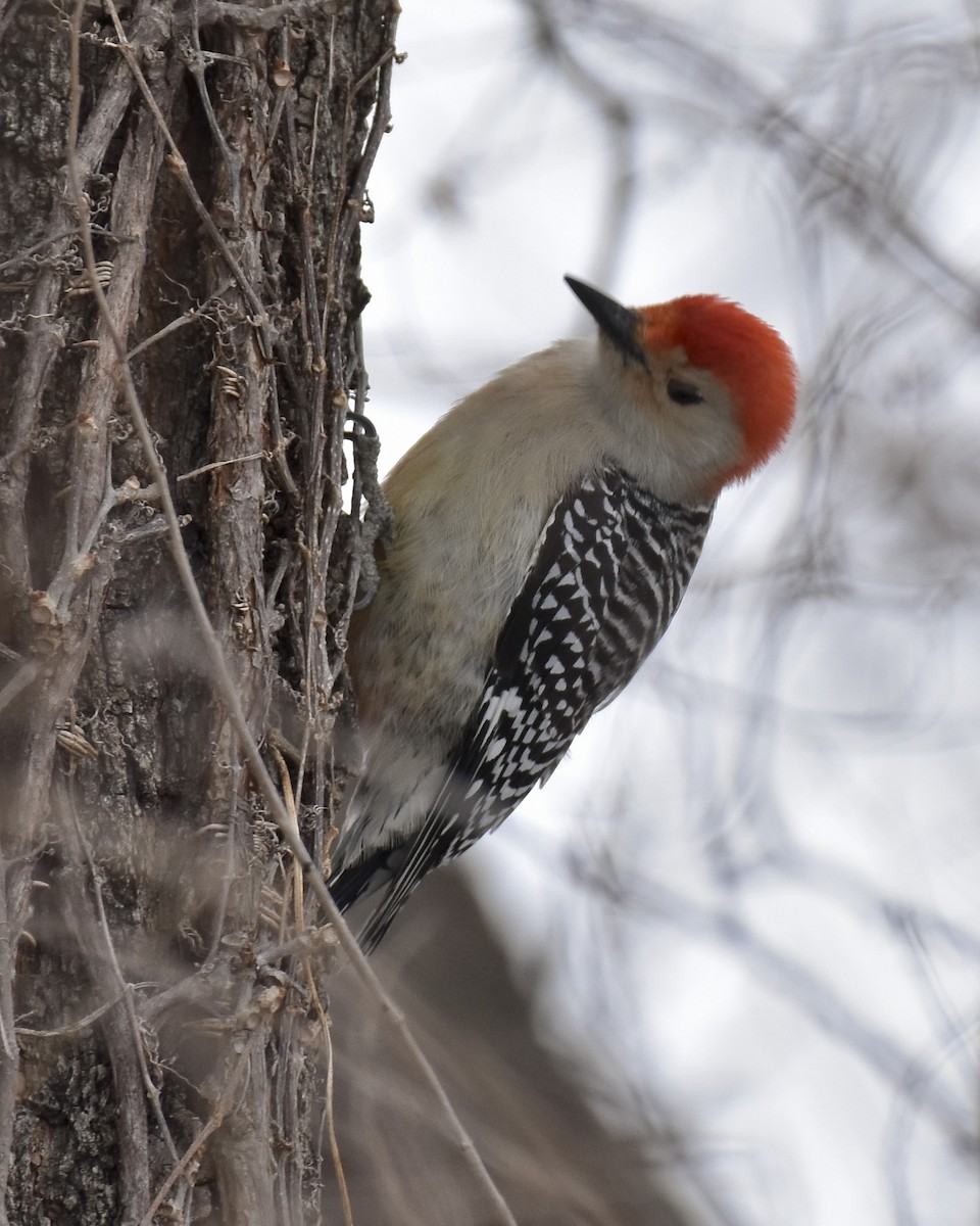 Red-bellied Woodpecker - ML516553291