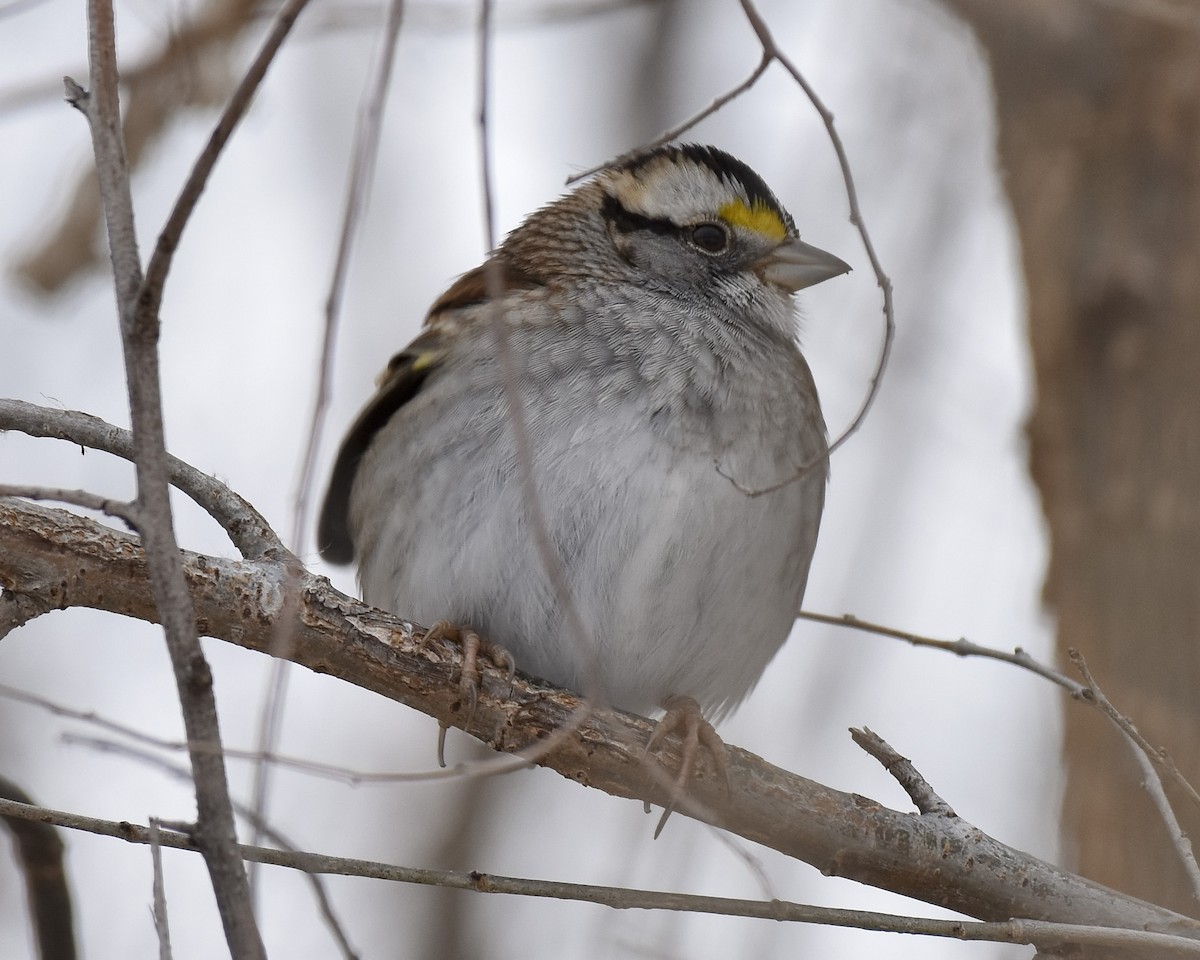 White-throated Sparrow - ML516553391