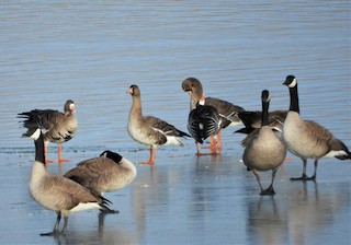 Greater White-fronted Goose, ML516555671