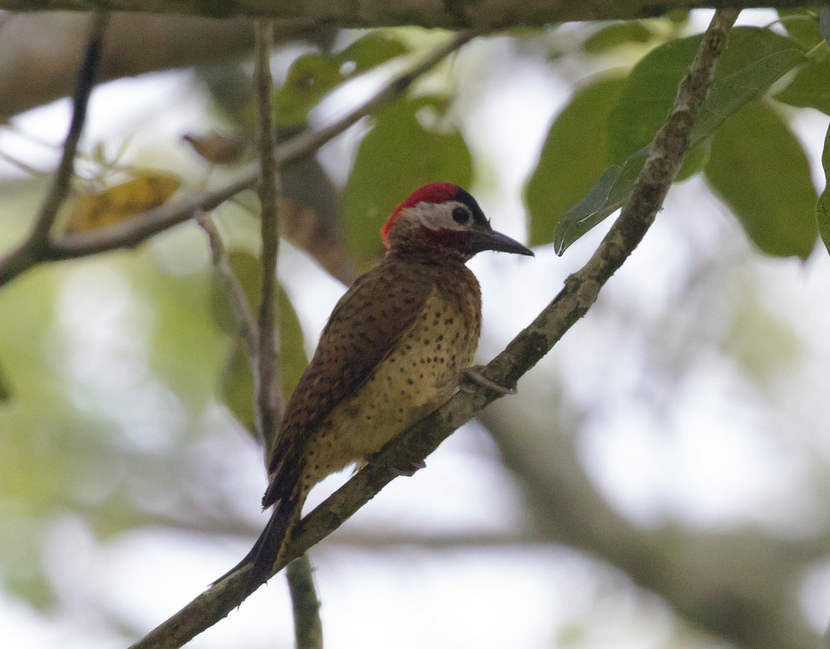 Spot-breasted Woodpecker - Brandon Best