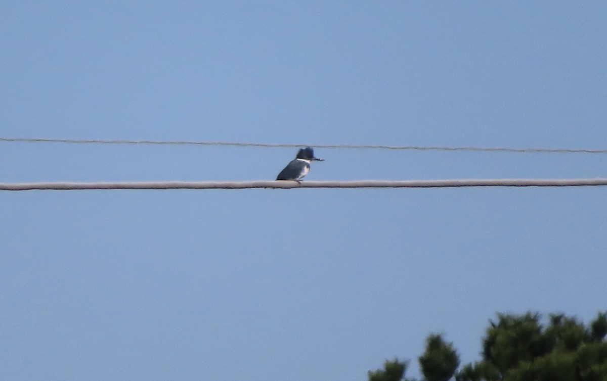 Belted Kingfisher - ML516557221