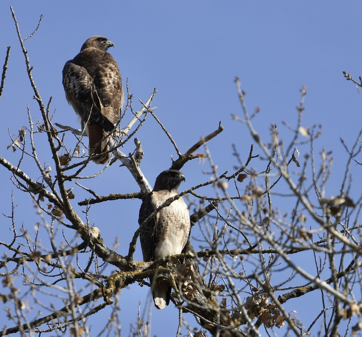 Red-tailed Hawk - ML516563861