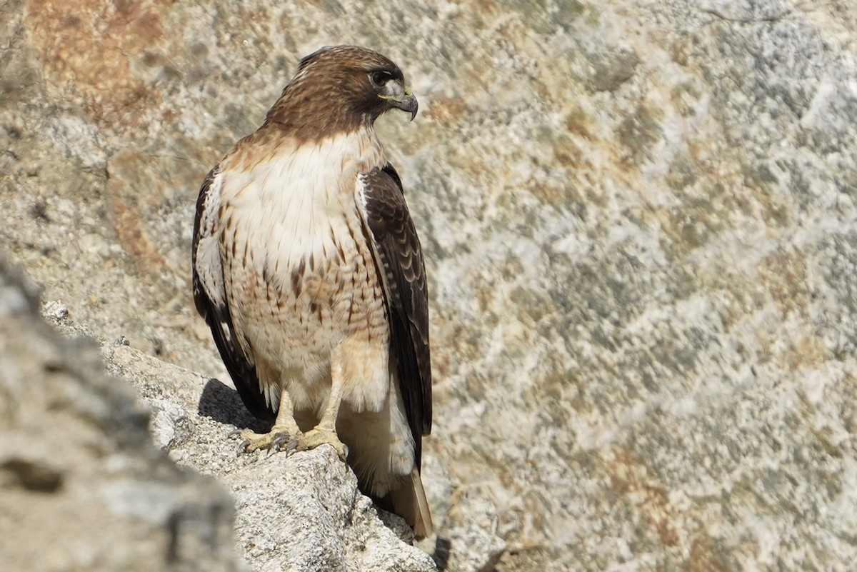 Red-tailed Hawk - ML516563871