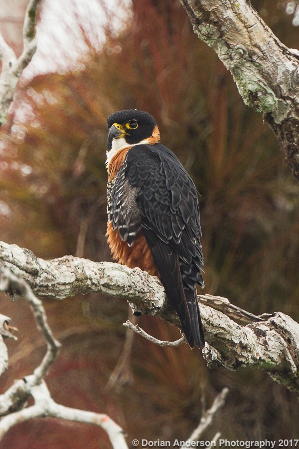 Orange-breasted Falcon - ML51656461