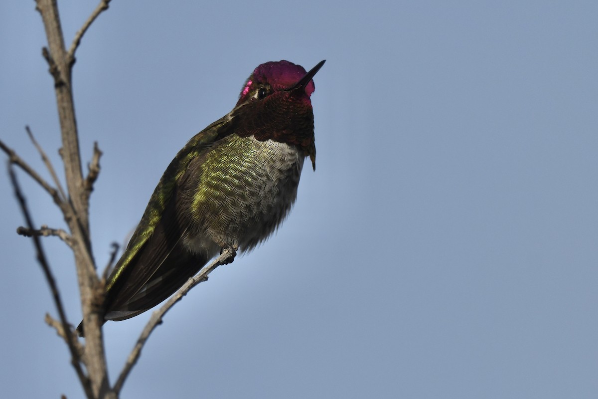 Anna's Hummingbird - ML516564621