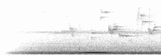 White-tipped Dove - ML516566561