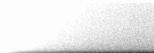 Pacific Koel (Australian) - ML516569001