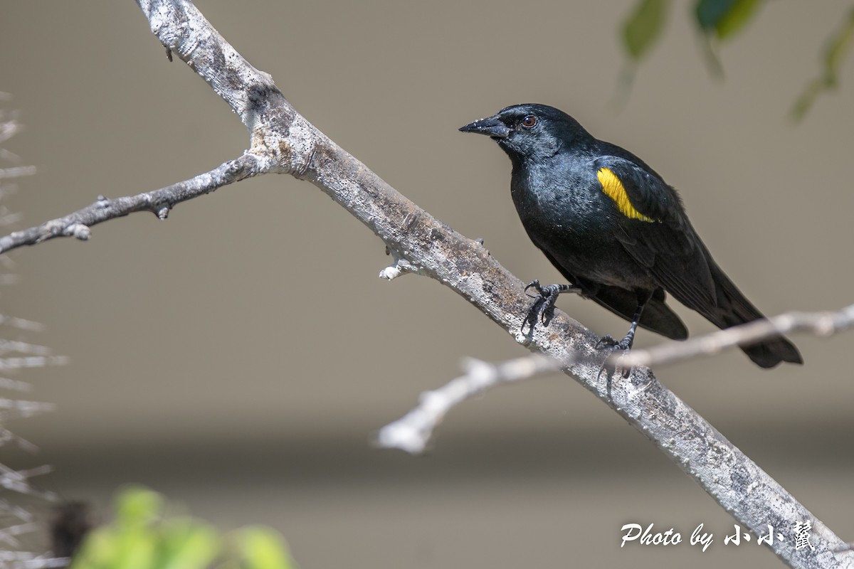 Yellow-shouldered Blackbird - ML516577051