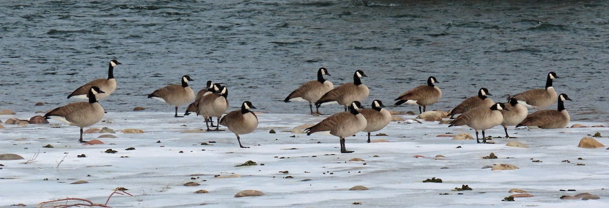 Canada Goose - ML516577921