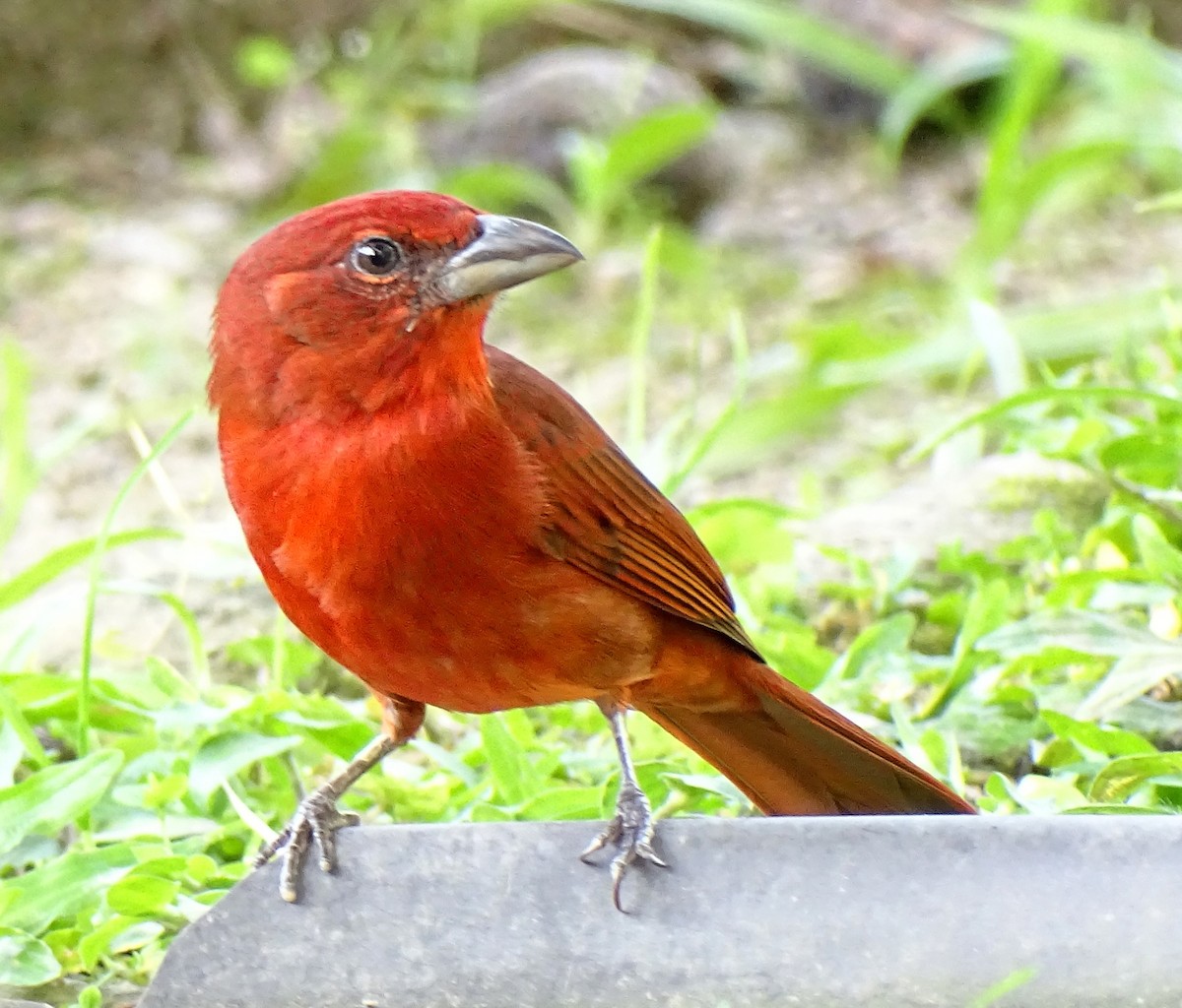 Hepatic Tanager - ML516579881