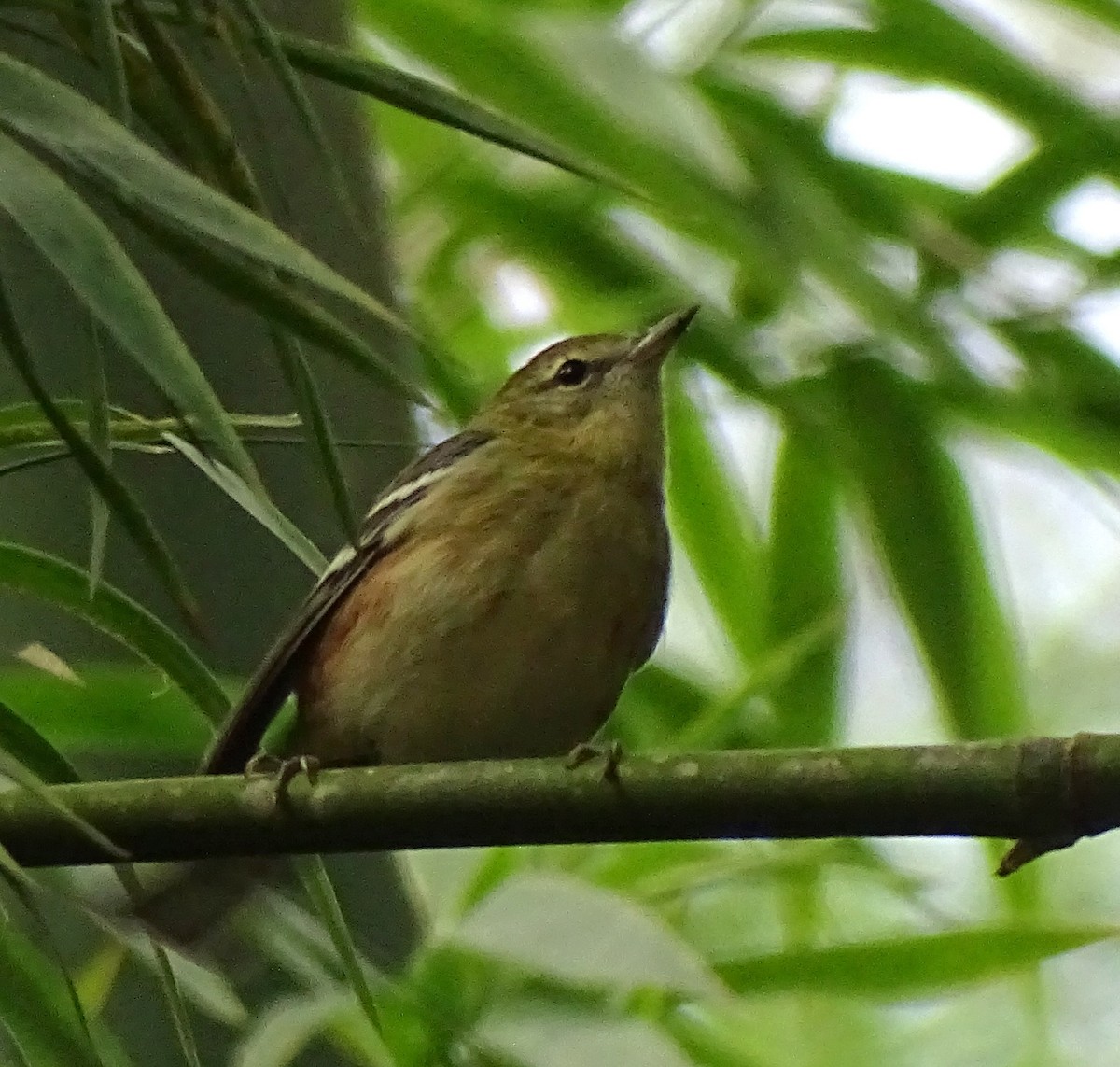 Bay-breasted Warbler - ML516582171