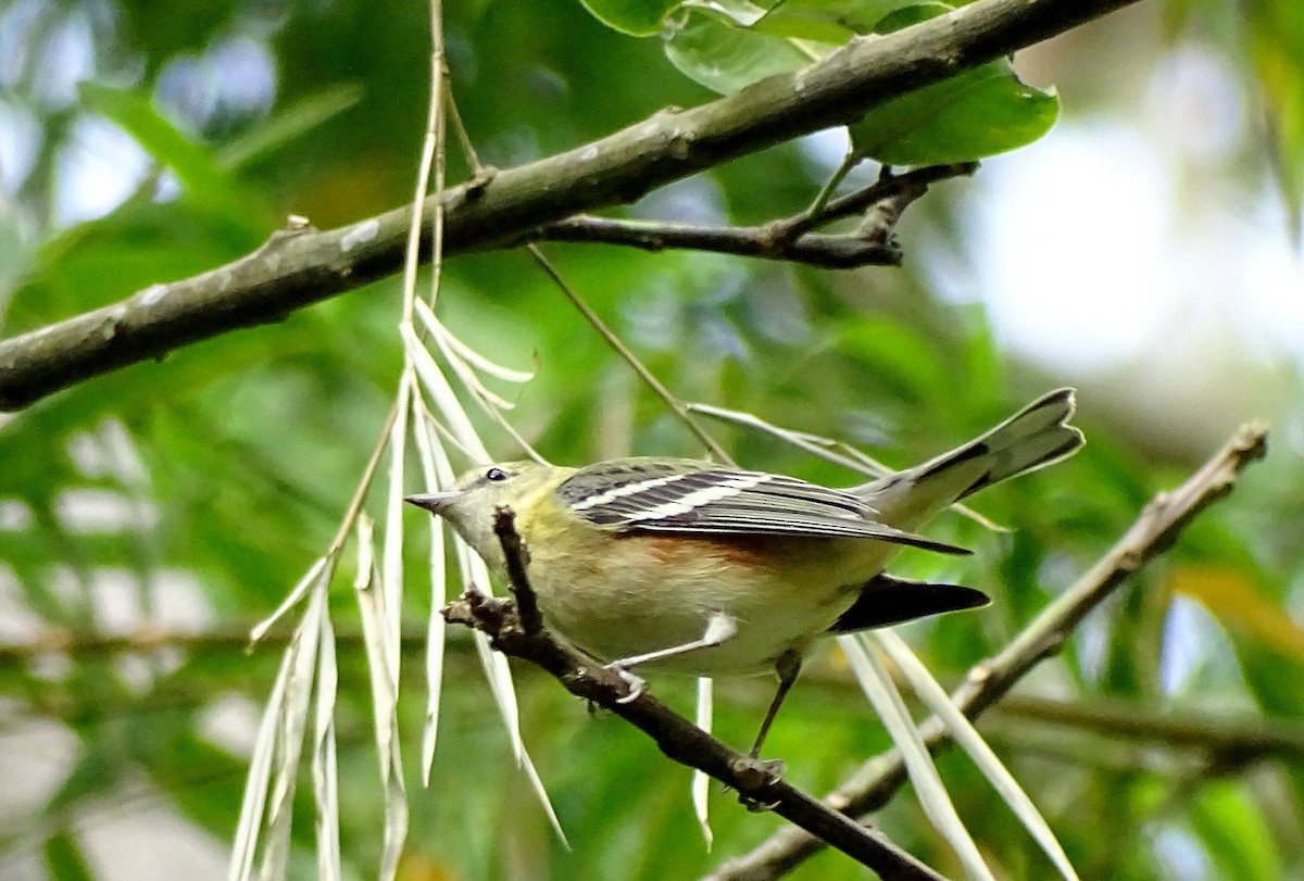 Bay-breasted Warbler - ML516582181