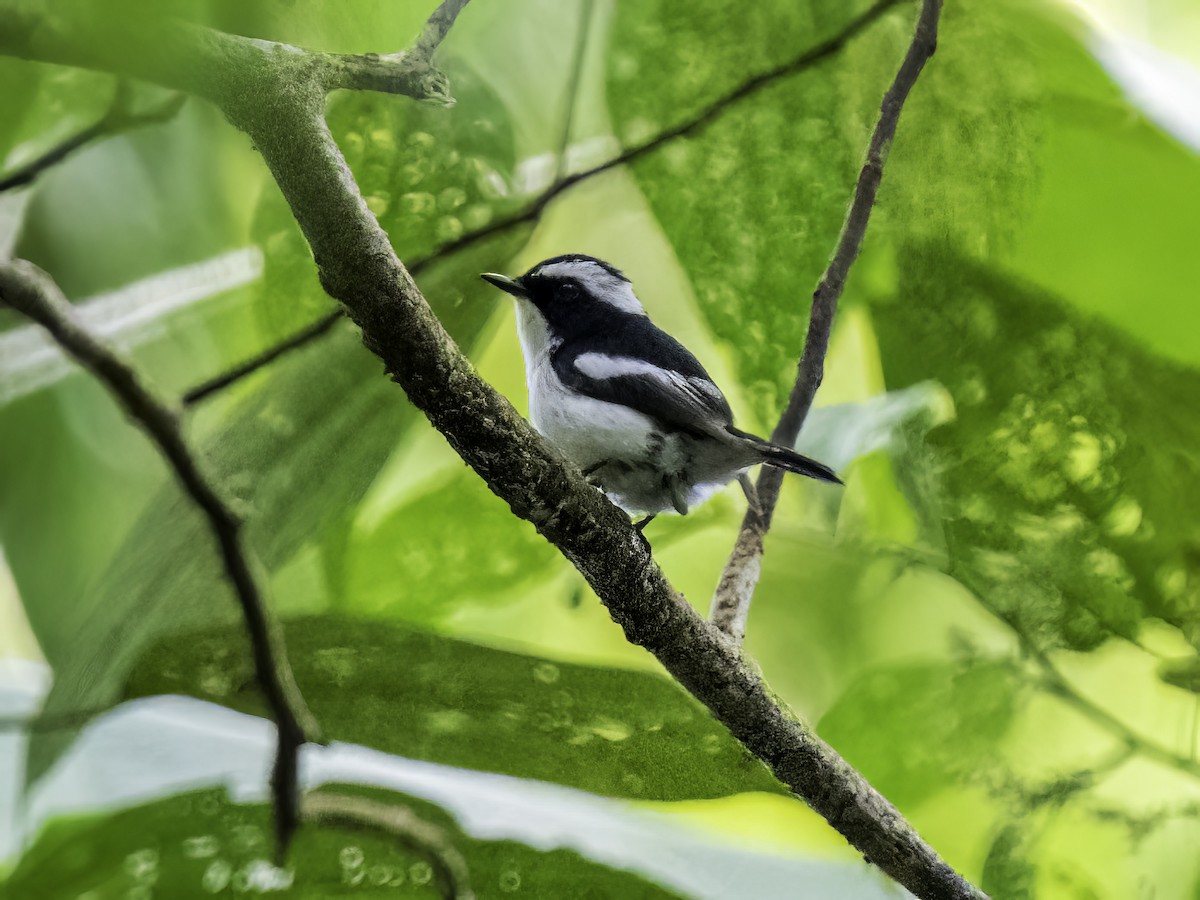Little Pied Flycatcher - David and Kathy Cook