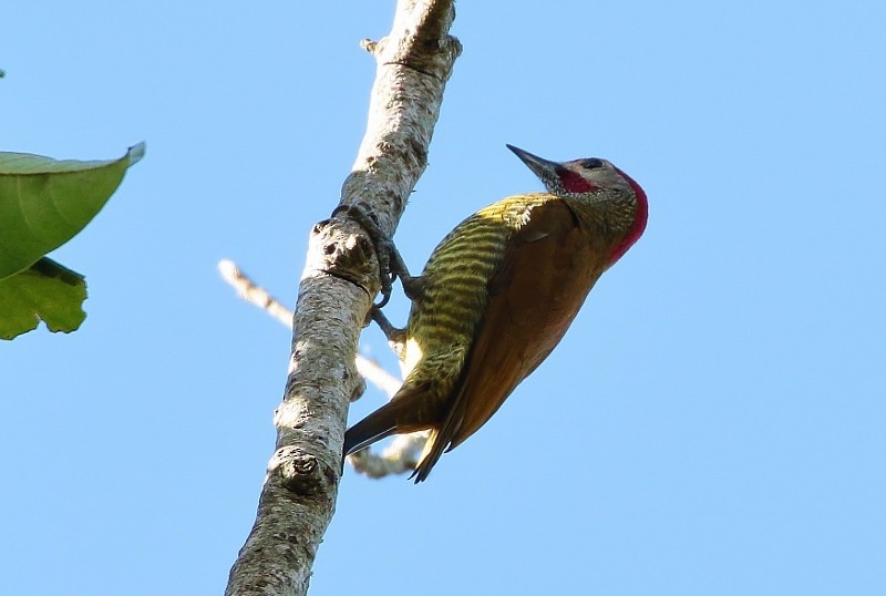 Golden-olive Woodpecker - ML51658581