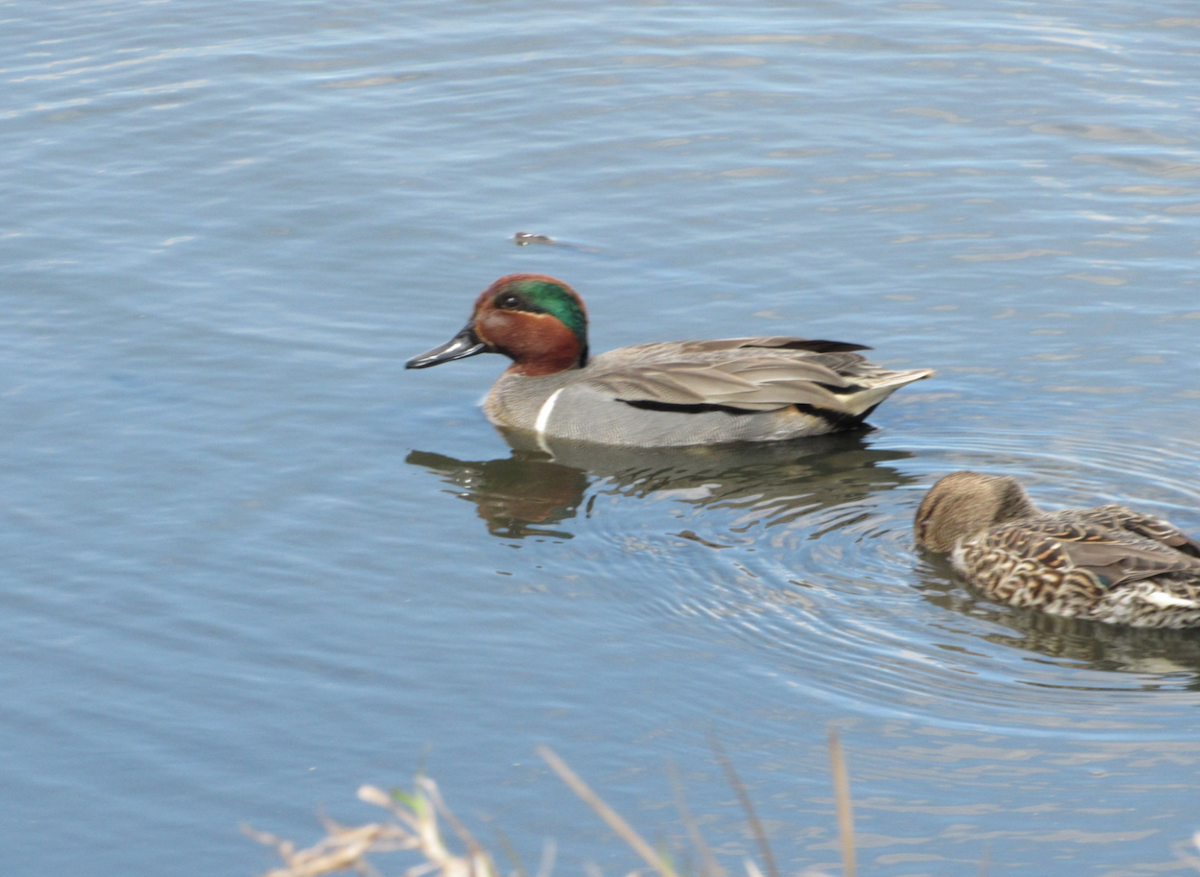 Green-winged Teal - ML516586921