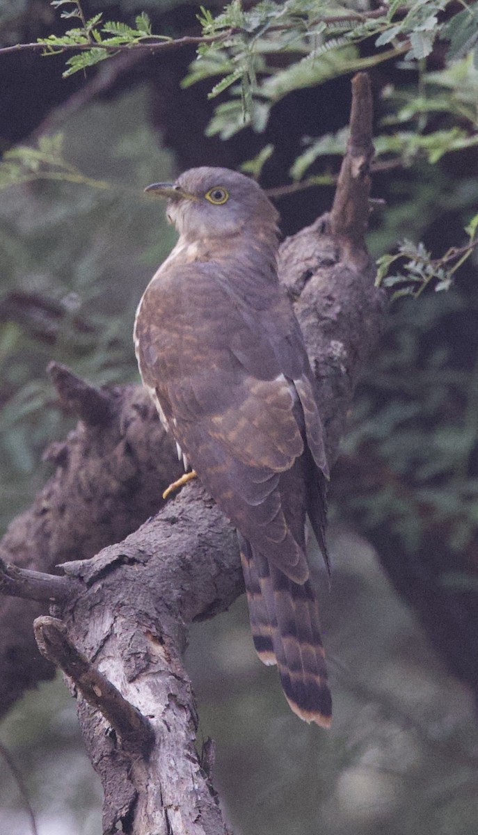 Common Hawk-Cuckoo - ML516590171
