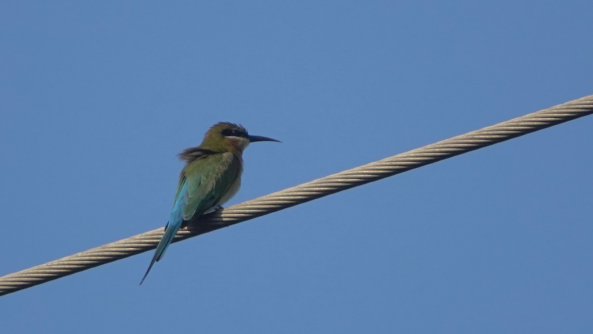 Blue-tailed Bee-eater - ML516590221