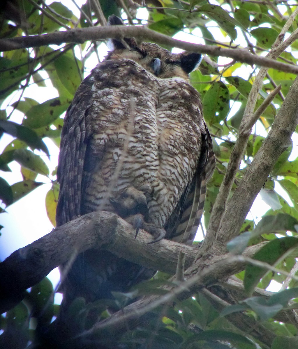 Great Horned Owl - ML516592321