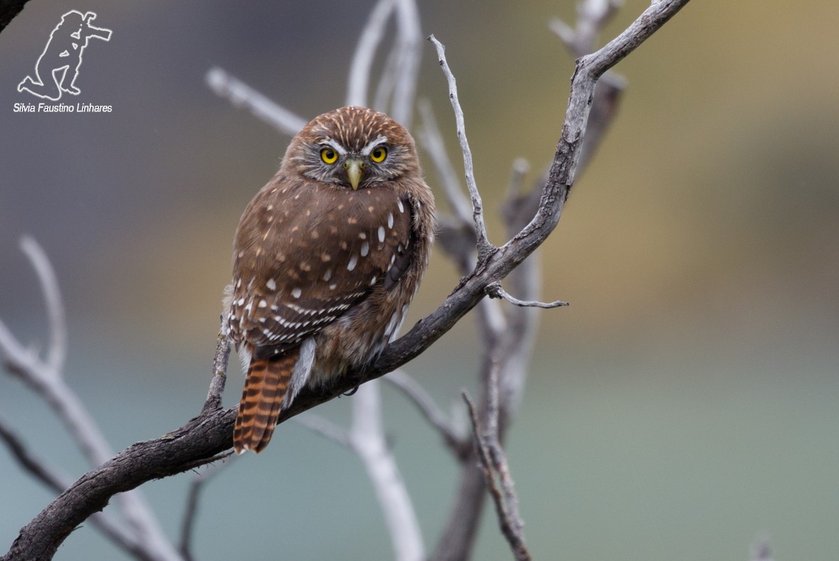 Austral Pygmy-Owl - ML51659341