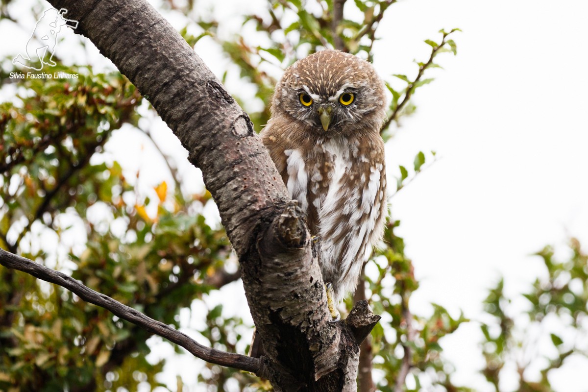Austral Pygmy-Owl - ML51659401