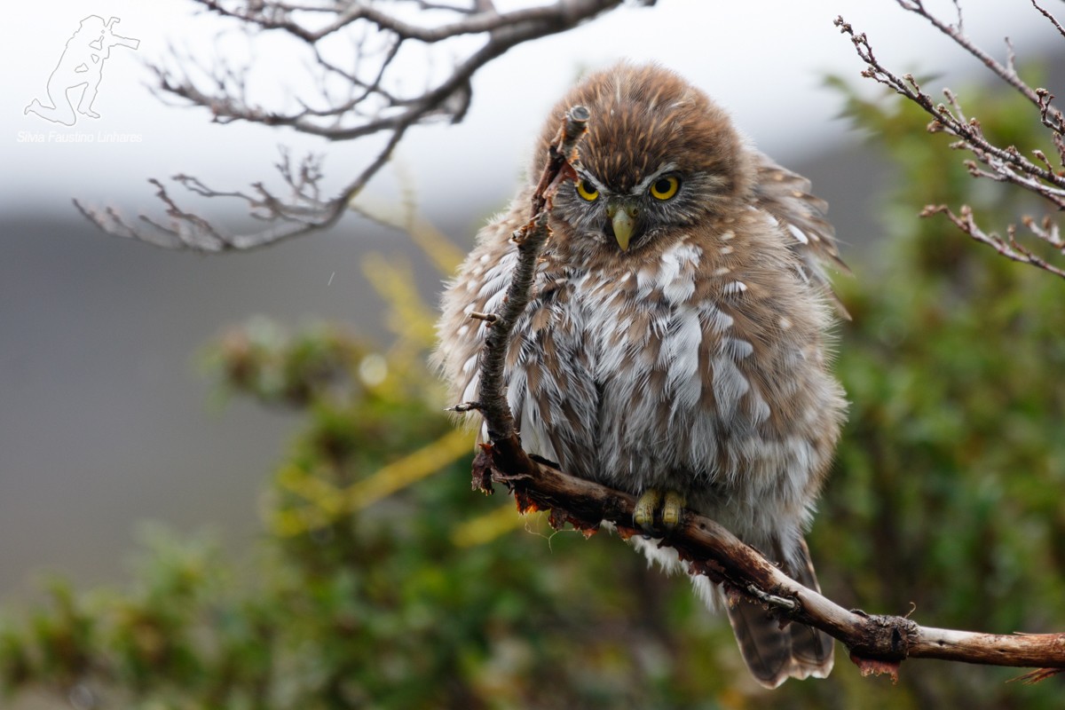 Austral Pygmy-Owl - ML51659411