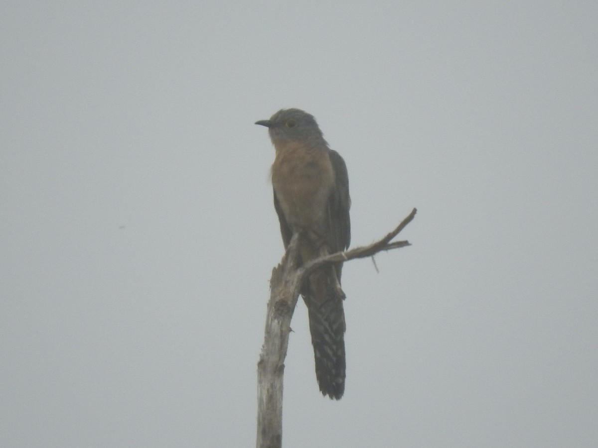 Fan-tailed Cuckoo - ML516599261