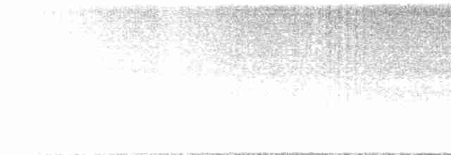 Black-legged Meadow Katydid - ML516601