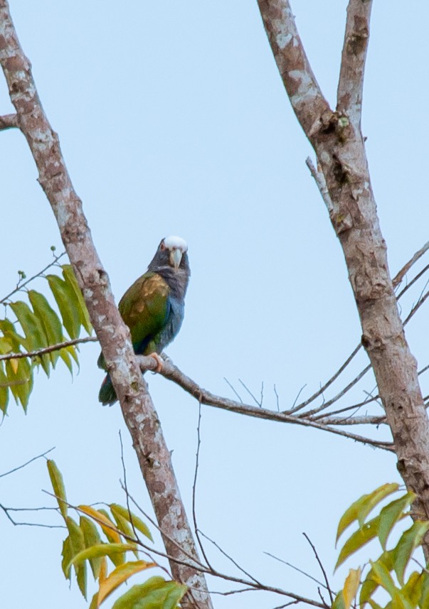 White-fronted Parrot - ML516604051