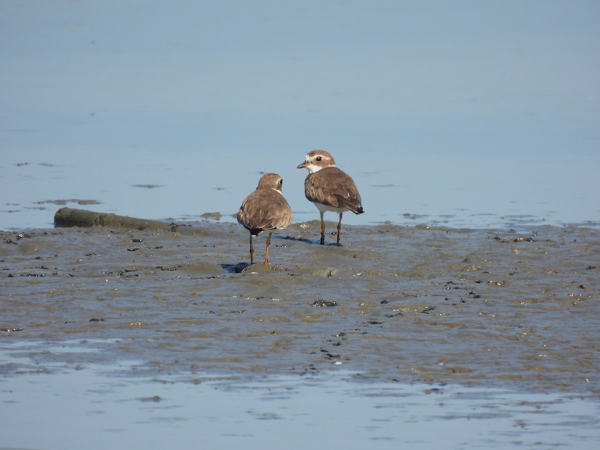Semipalmated Plover - ML516606601