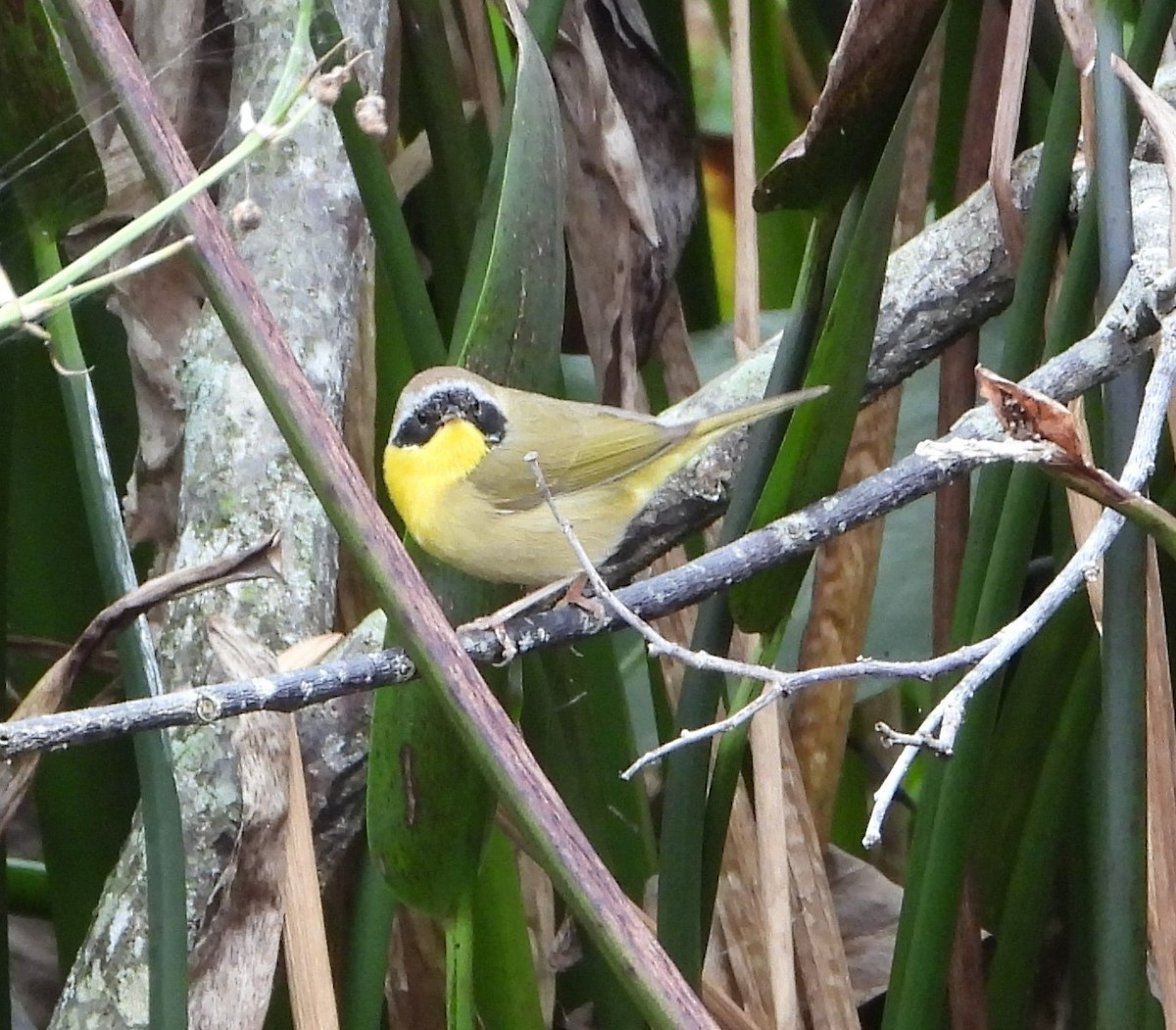 Common Yellowthroat - Mark Penkower