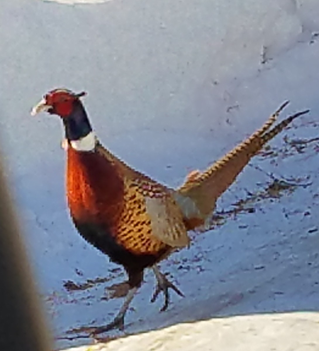 Ring-necked Pheasant - ML51660811