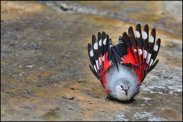 Photos - Wallcreeper - Tichodroma muraria - Birds of the World