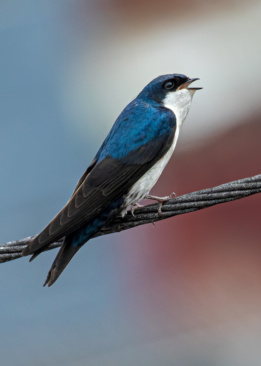 Blue-and-white Swallow - David Monroy Rengifo