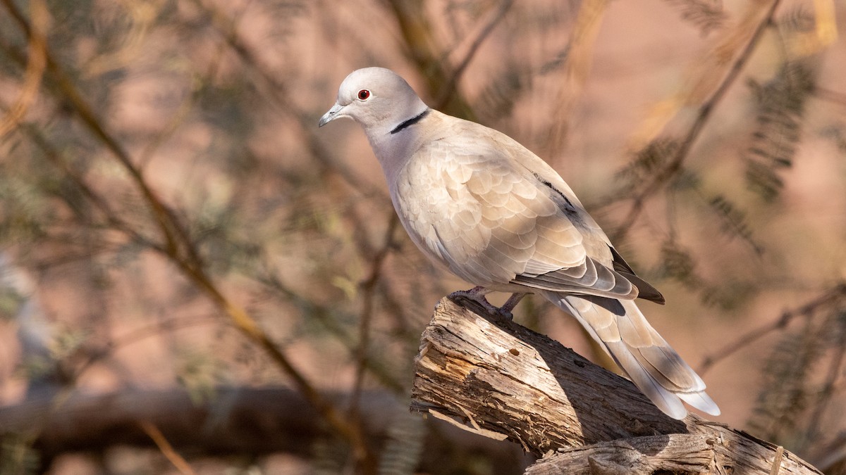Eurasian Collared-Dove - ML516611001