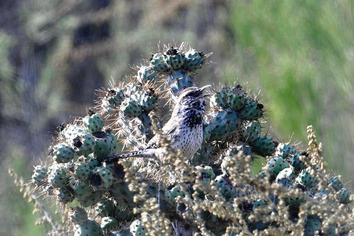 Cactus Wren - John Dumlao