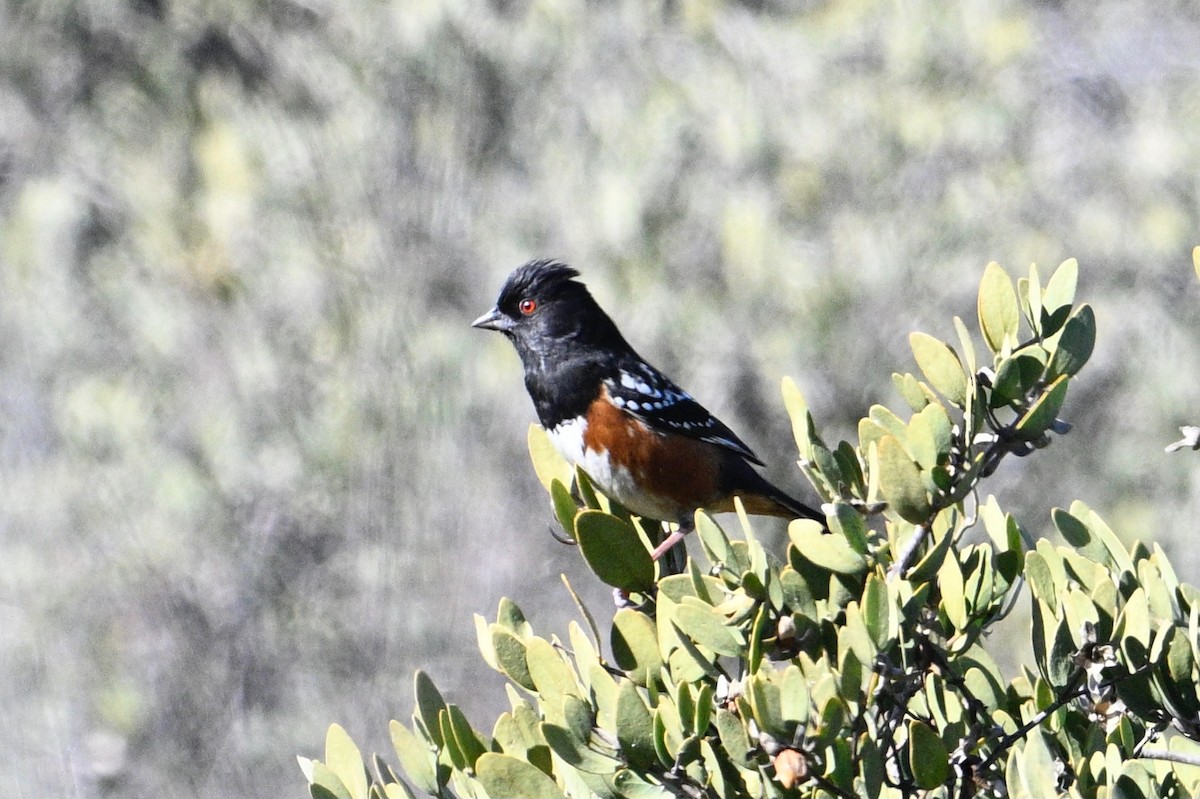 Spotted Towhee - ML516612411