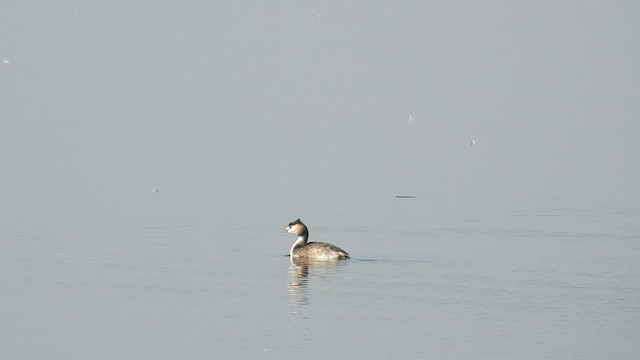 Great Crested Grebe - ML516614091