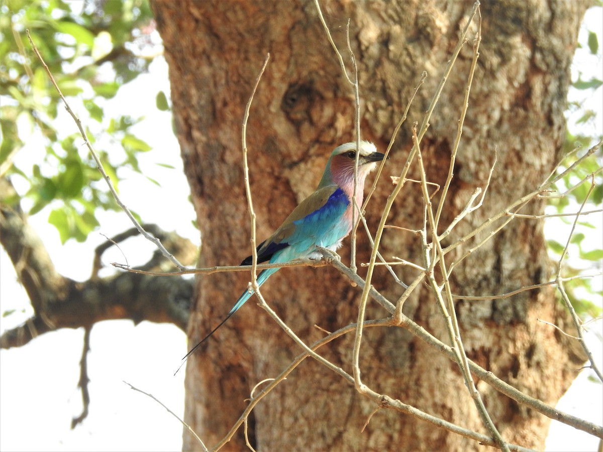 Lilac-breasted Roller (Lilac-breasted) - ML516614711