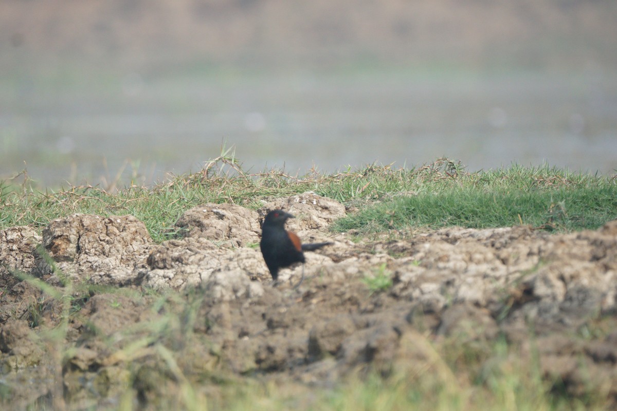 Greater Coucal - Narsing Rao