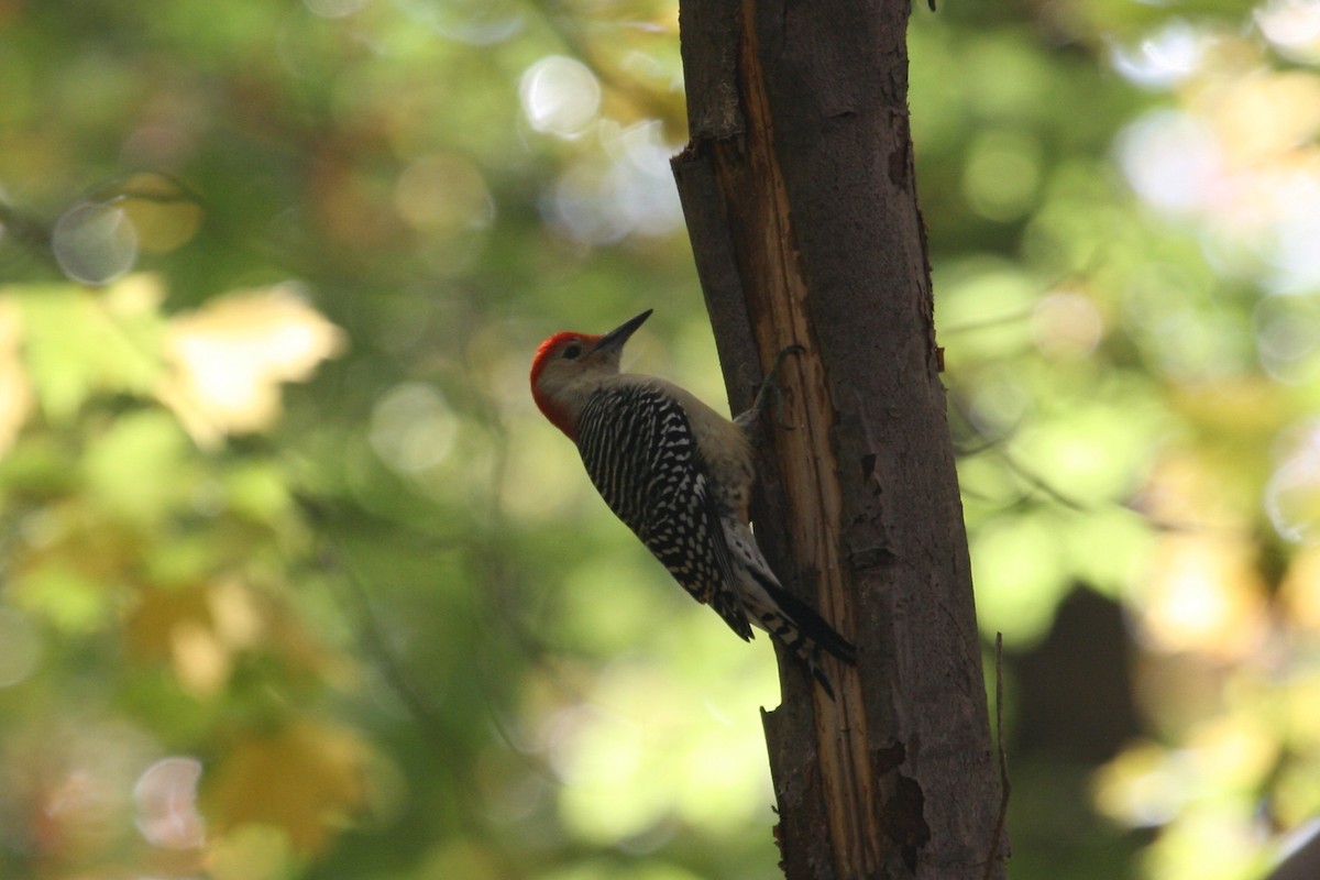 Red-bellied Woodpecker - ML516622421