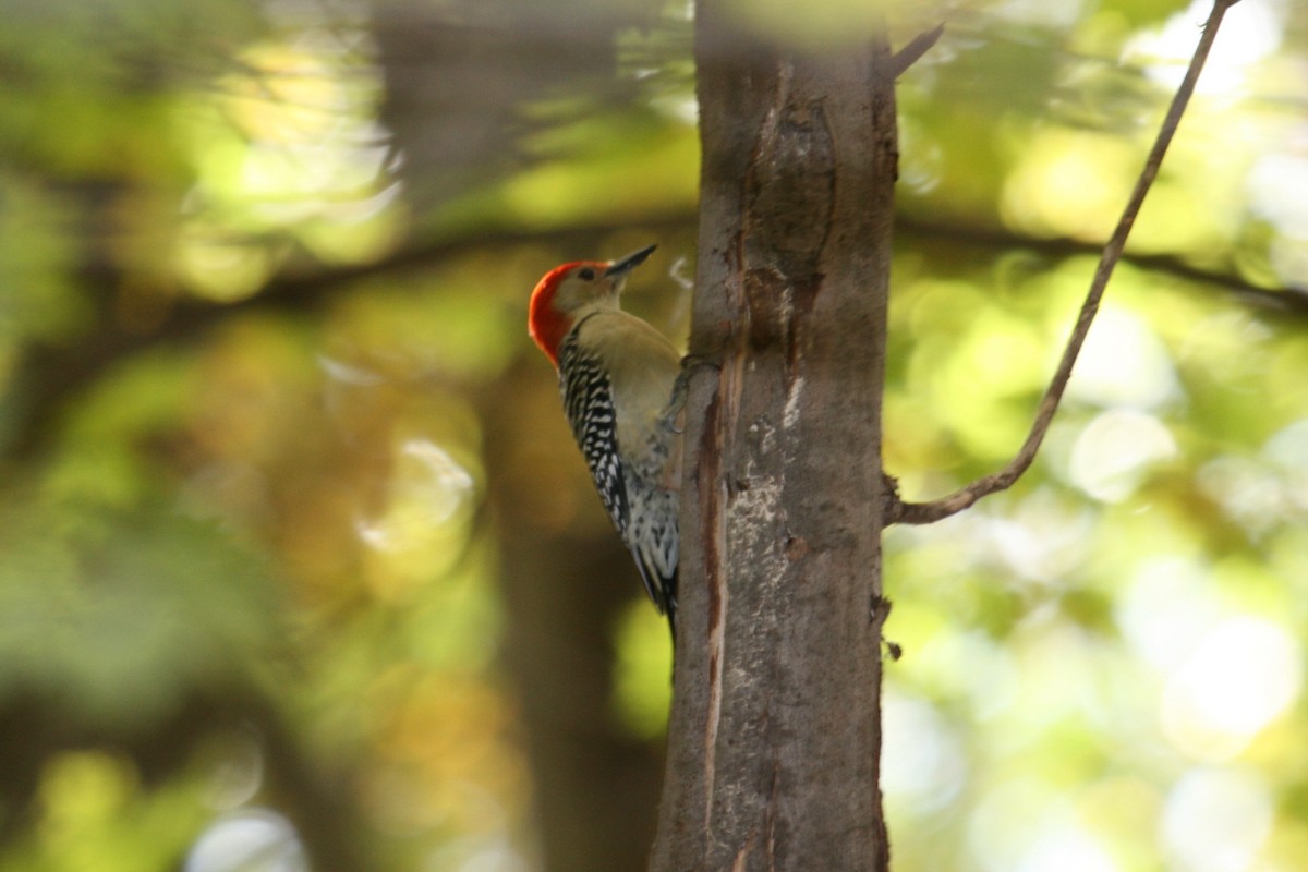 Red-bellied Woodpecker - ML516622491