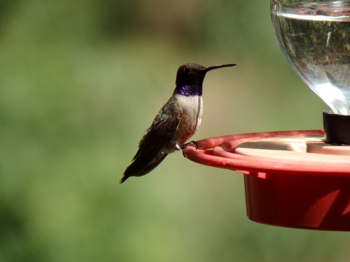 Black-chinned Hummingbird - David Lichter