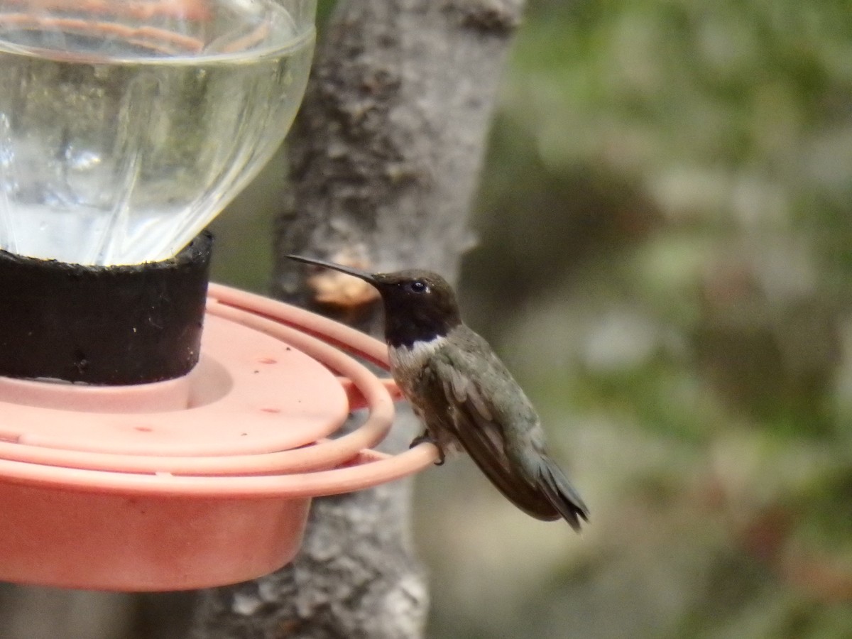 Black-chinned Hummingbird - ML51662441