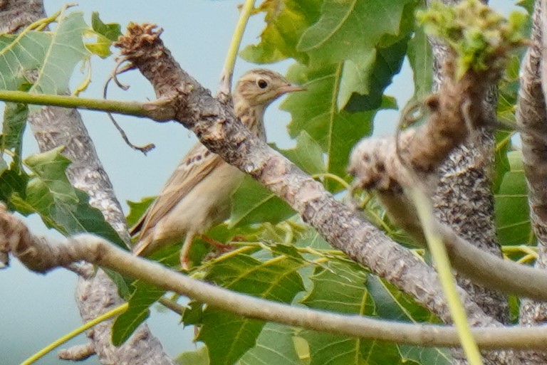 pipit sp. - ML516626901
