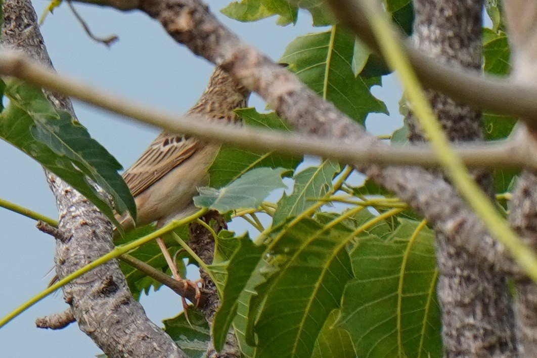 pipit sp. - ML516626911