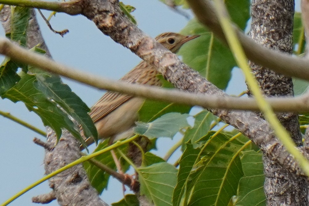 pipit sp. - ML516626921