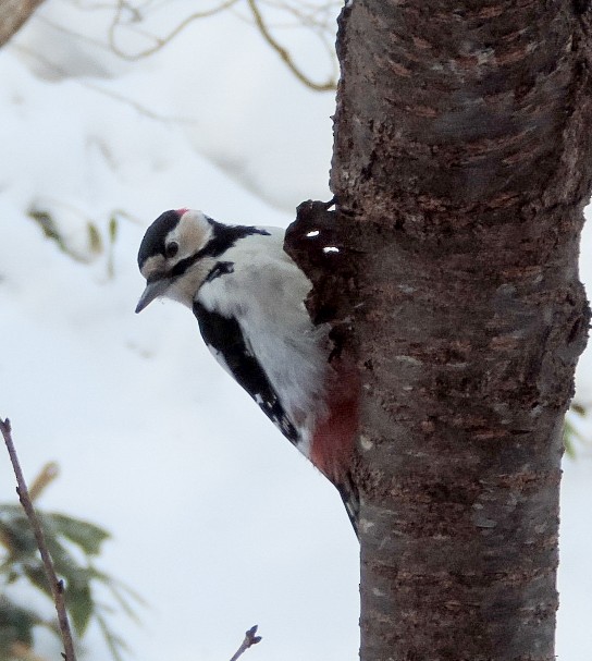 Great Spotted Woodpecker - ML51662791