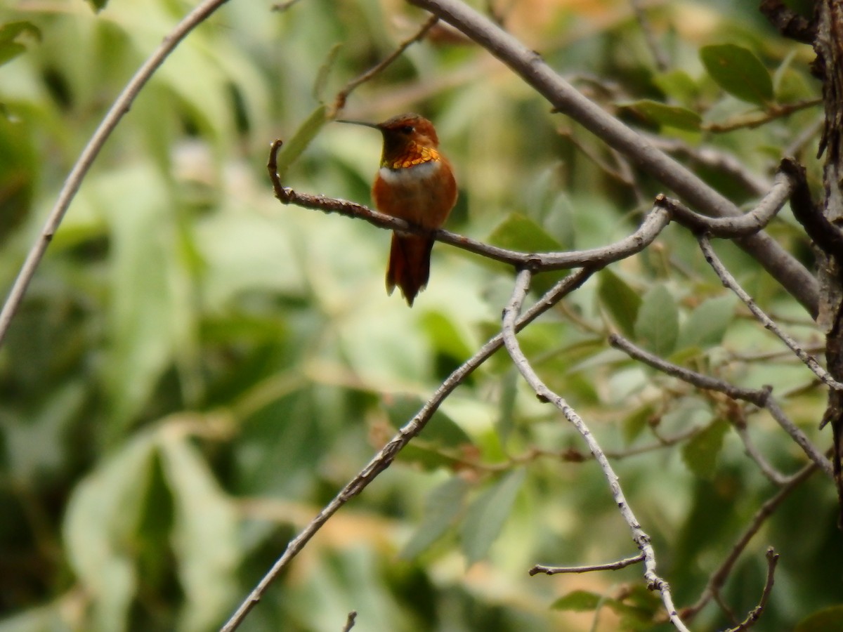 Rufous Hummingbird - ML51663181