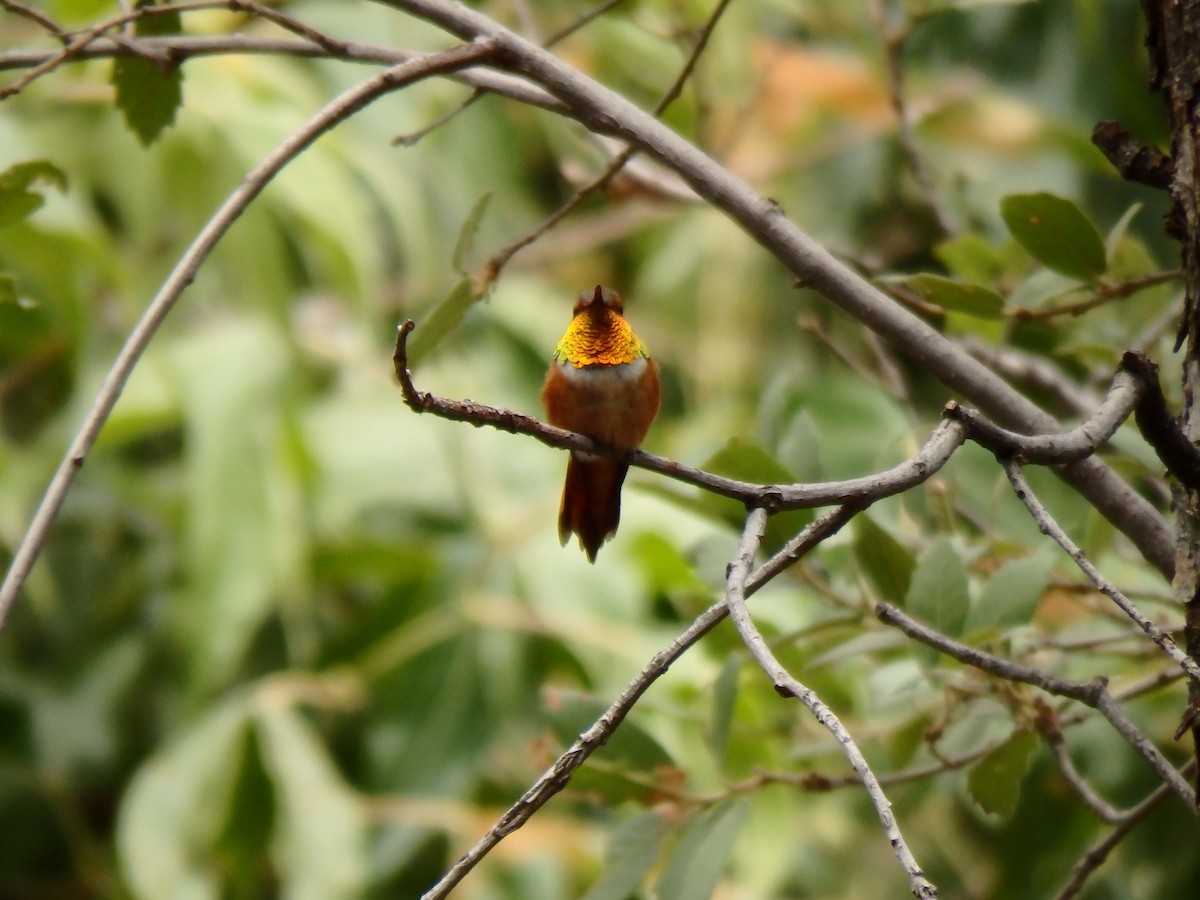 Rufous Hummingbird - ML51663191